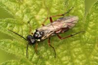 Aglaostigma aucupariae