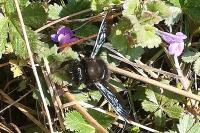Xylocopa violacea