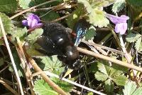 Xylocopa violacea