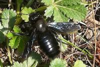 Xylocopa violacea