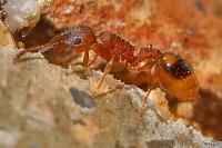 Temnothorax unifasciatus