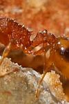 Temnothorax unifasciatus
