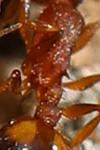 Temnothorax unifasciatus