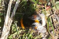 Bombus