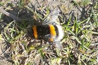 Bombus
