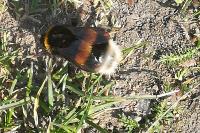 Bombus