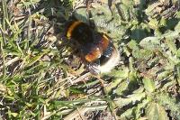 Bombus
