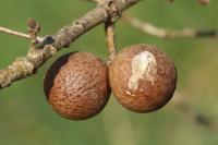 Andricus kollari
