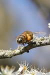 Apis mellifera