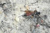 Ichneumon