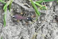 Ichneumon