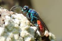 Chrysis
