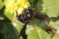 Xylocopa
