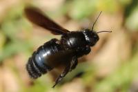Xylocopa