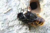 Osmia cornuta