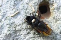 Osmia cornuta