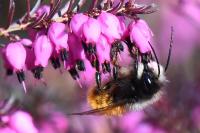 Osmia cornuta