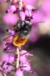 Osmia cornuta