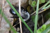 Andrena vaga