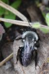 Andrena vaga