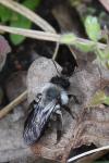 Andrena vaga
