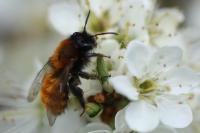 Andrena fulva