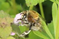 Anthophora plumipes