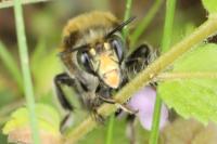 Anthophora plumipes