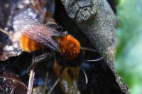 Andrena fulva