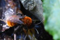 Andrena fulva