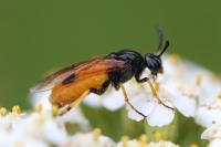 Arge melanochra