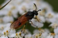 Arge melanochra