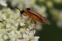 Athalia rosae
