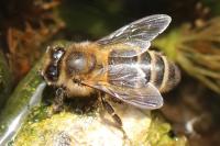 Apis mellifera mellifera