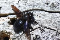Xylocopa violacea