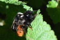 Osmia cornuta