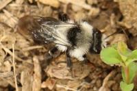 Andrena cineraria