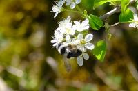 Andrena cineraria