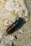Chrysis