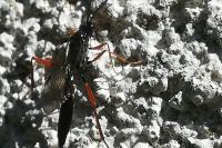 Ichneumon