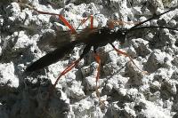 Ichneumon