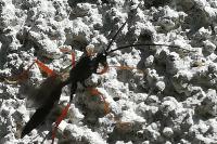 Ichneumon