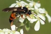 Ichneumon sarcitorius