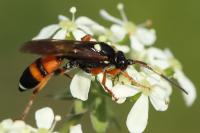 Ichneumon sarcitorius