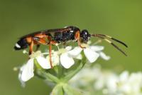 Ichneumon sarcitorius