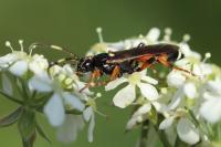 Ichneumon sarcitorius