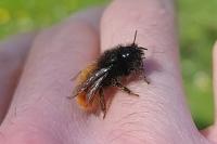 Osmia cornuta
