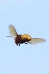 Vespa crabro