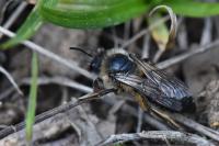 Colletes cunicularius