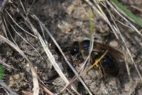 Colletes cunicularius